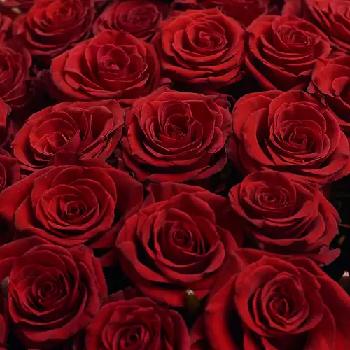 Product image Bouquet of 35 Red Roses Prestige , packaging: Peach, vendor code: 2428