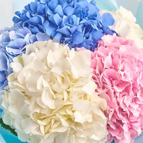 Product image Bouquet of 5 Hydrangeas Mix, packaging: Transparent, vendor code: 2469