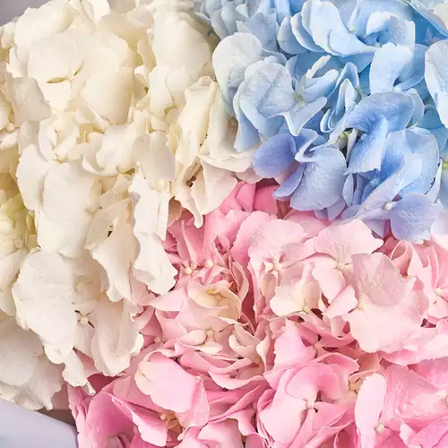 Product image Bouquet of 3 Hydrangeas Mix, packaging: Gray, vendor code: 2471