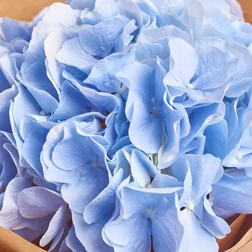 Product image Bouquet 1 Blue Hydrangea, packaging: Сraft, vendor code: 2470
