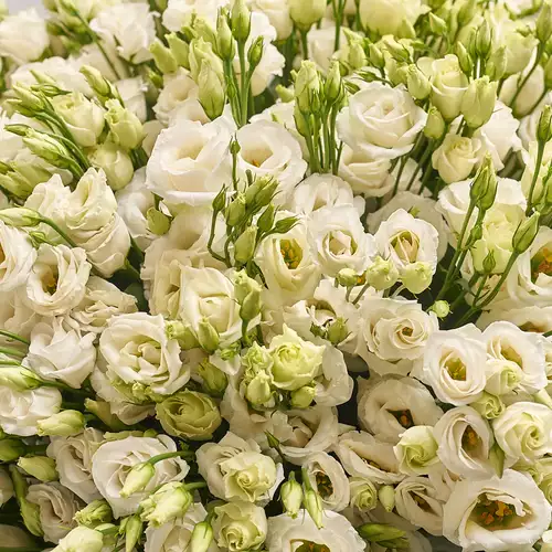 Product image Bouquet 101 White Eustomas, packaging: Сraft, vendor code: 1958