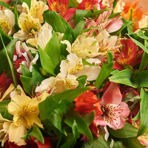 Product image Bouquet of 25 Alstroemeria mix , packaging: Transparent, vendor code: 2109