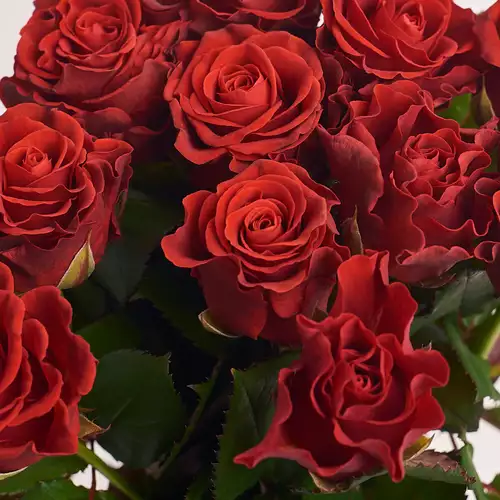 Product image Bouquet of 19 Roses Eltoro , packaging: Gray, vendor code: 2392