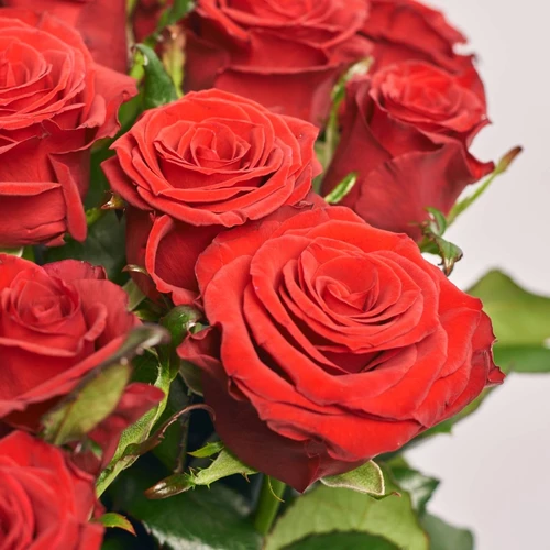 Product image Bouquet of 25 Red Roses Prestige, packaging: Green, SKU: 2427