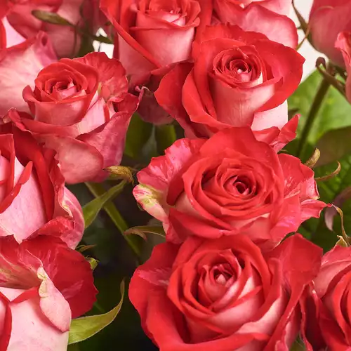 Product image Bouquet of 19 Roses All Star, packaging: Powder, vendor code: 2394