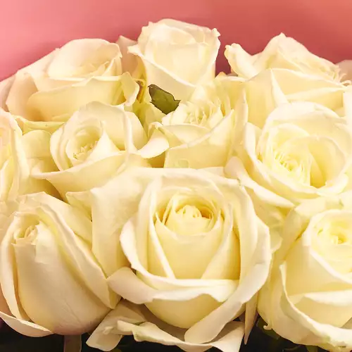 Product image Bouquet of 11 White Roses , packaging: Coral, vendor code: 2072
