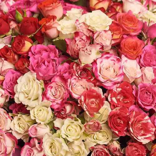Product image Bouquet of 39 Roses Spray Mix, packaging: Pink, vendor code: 2403
