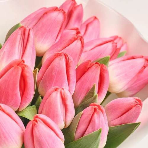 Product image Bouquet of 25 Pink Tulips, packaging: White, vendor code: 2263