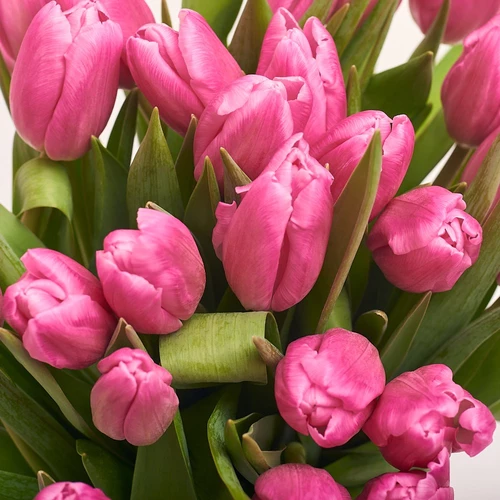 Product image Bouquet of 25 Pink Tulips, packaging: White, vendor code: 2263