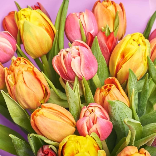 Product image Bouquet of 25 Tulips Мix, packaging: Purple, vendor code: 2264