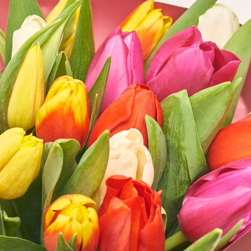 Product image Bouquet of 25 Tulips Мix, packaging: Gradiens pink, vendor code: 2264