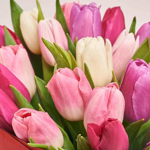 Product image Bouquet of 25 Tulips Мix, packaging: Red, vendor code: 2264
