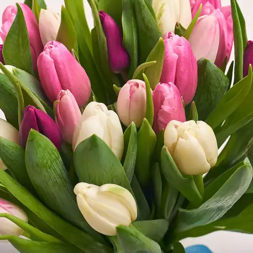 Product image Bouquet of 25 Tulips mix, packaging: White, vendor code: 2264
