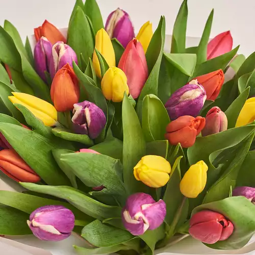 Product image Bouquet of 35 Tulips mix, packaging: Blue, vendor code: 2277