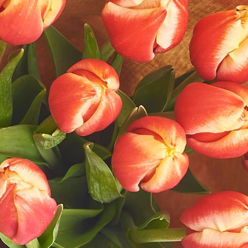 Product image Bouquet of 35 yellow-red tulips, packaging: Purple, vendor code: 2271