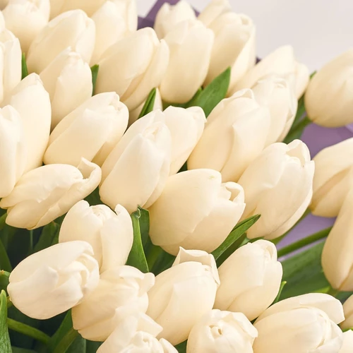 Product image Bouquet 51 White Tulip, packaging: Gradiens violet, vendor code: 2285