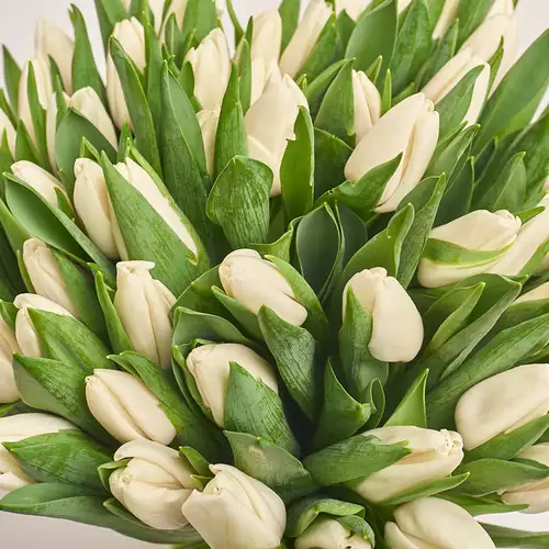 Product image Bouquet 51 White Tulip, packaging: Gradiens violet, vendor code: 2285