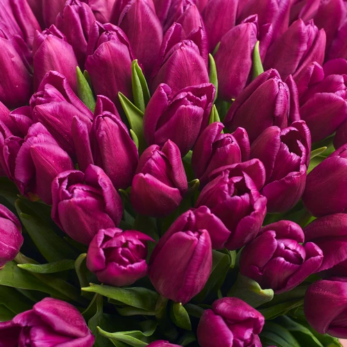 Product image Bouquet 51 Purple Tulip, packaging: Pink, vendor code: 2298