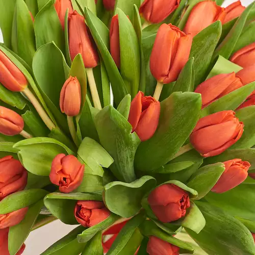 Product image Bouquet 51 Red Tulip, packaging: Gray, vendor code: 2293