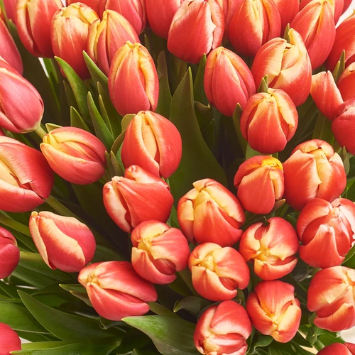 Product image Bouquet 51 Yellow-red Tulip, packaging: Blue, vendor code: 2288