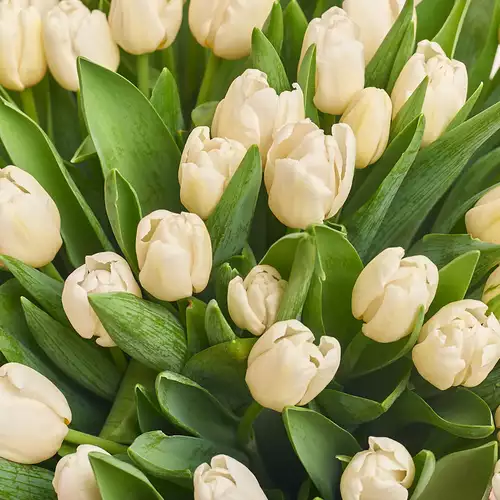 Product image Bouquet of 75 White Tulips, packaging: Powder, vendor code: 2322