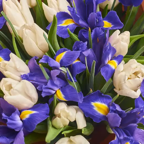 Product image Bouquet 630 Mix Tulips and Irises, packaging: Transparent, vendor code: 2342