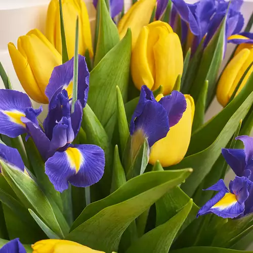 Product image Bouquet Yellow Tulips and Irises, packaging: White, vendor code: 2338