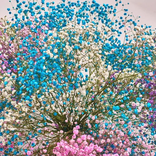 Product image Bouquet 15 Gypsophila Painted, packaging: Pink, vendor code: 2473