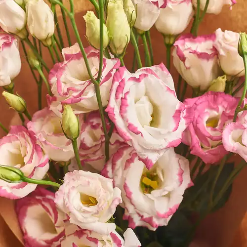 Product image Bouquet of 15 White-Pink Eustomas, packaging: Red, vendor code: 2528