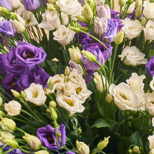 Product image Bouquet 31 White and Purple Eustoma Mix, packaging: Powder, vendor code: 2531