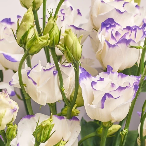 Product image Bouquet 31 White-Violet Eustoma , packaging: Coral, vendor code: 2533
