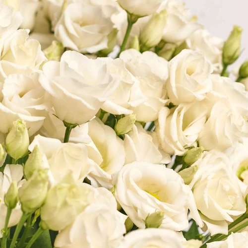 Product image Bouquet 51 White Eustoma, packaging: Blue, SKU: 2537