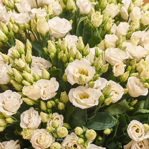 Product image Bouquet 51 White Eustoma, packaging: Pink, vendor code: 2537