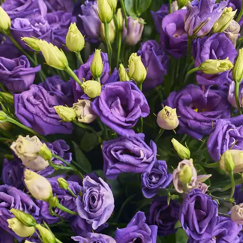 Product image Bouquet 31 Purple Eustoma, packaging: White, vendor code: 2540