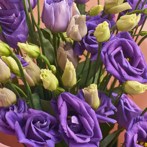 Product image Bouquet 5 Purple Eustoma, packaging: White, vendor code: 2541
