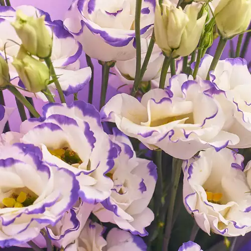 Product image Bouquet of 5 White-Violet Eustomas, packaging: Purple, vendor code: 2544