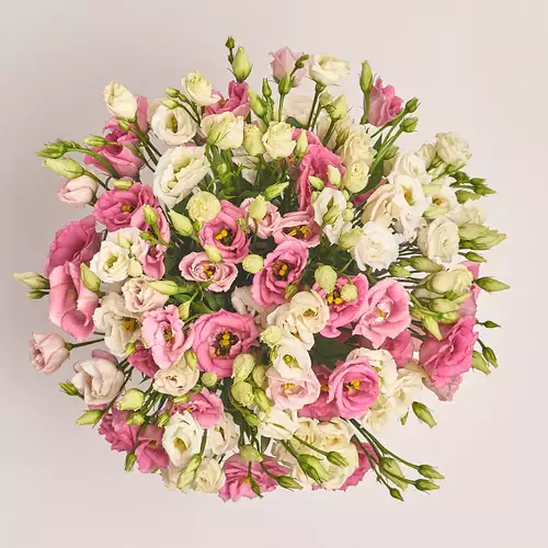 Product image Box of White and Pink Eustoma Mix, packaging: Red, vendor code: 2548