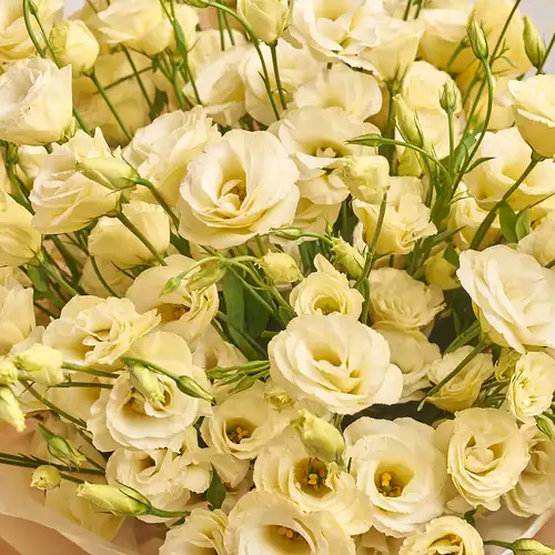 Product image Bouquet of 25 Cream Eustomas, packaging: Tissue paper cream, vendor code: 2557