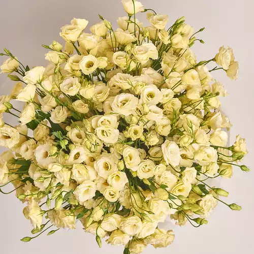 Product image Bouquet 51 Cream Eustoma, packaging: Gradiens pink, vendor code: 2558