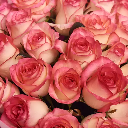 Product image Bouquet of 35 Roses Jumilia , packaging: Purple, vendor code: 2559