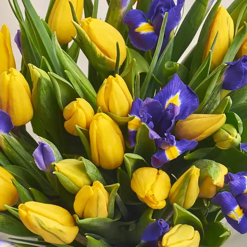 Product image Bouquet 707 Yellow Tulips and Irises, packaging: Blue, vendor code: 2601