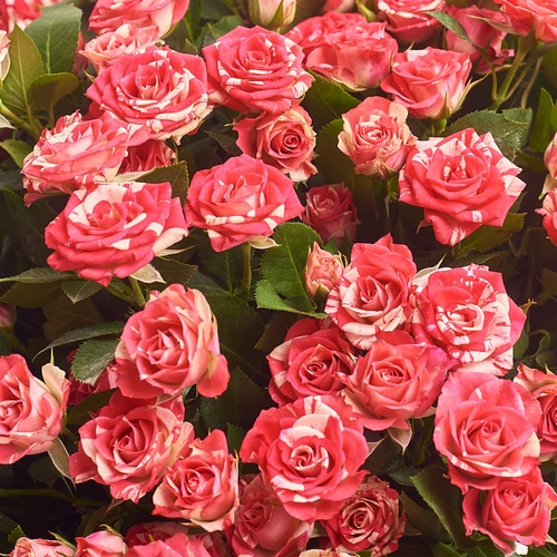 Product image Bouquet of 25 Spray roses Fireworks, packaging: Without packaging, vendor code: 2605