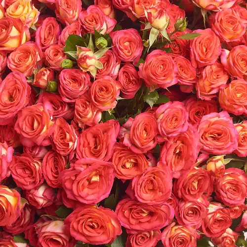 Product image Bouquet 51 Orange Rose Spray, packaging: Peach, vendor code: 2607