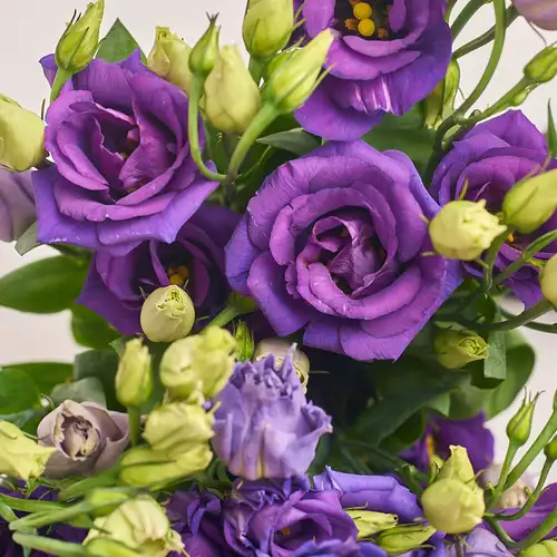 Product image Bouquet 15 Purple Eustoma, packaging: Transparent, vendor code: 2612