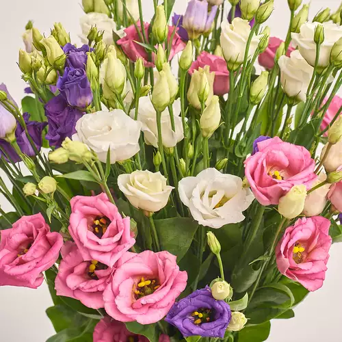 Product image Bouquet 11 Eustoma Mix, packaging: Kafin cream, vendor code: 2619