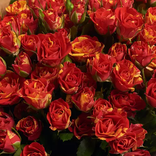 Product image Bouquet of 25 Spray Roses Flashfire, packaging: Сraft, vendor code: 2621