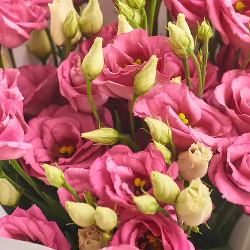 Product image Bouquet of 11 Pink Eustoma, packaging: White, vendor code: 2627