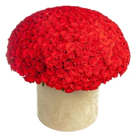 Box 501 Red Rose Grand Prix 