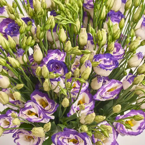 Product image Bouquet of 15 White-Violet Eustomas, packaging: Gradiens violet, vendor code: 2631