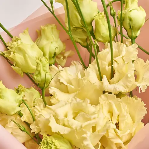 Product image Bouquet of 5 Cream Eustomas, packaging: Green, vendor code: 2632